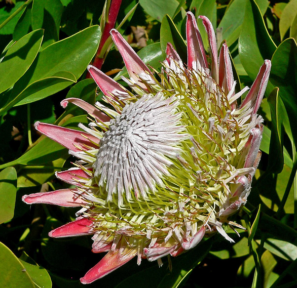 plantandsoil's tweet photo. Read this interesting commentary on Ecophysiological responses of southern South American Proteaceae to nutrient deprivation are related to their edaphic distributions: https://t.co/PFnT8rn9K6
#PLSO #ecophysiological #clusterroots #nutrients https://t.co/66k9HeawPA