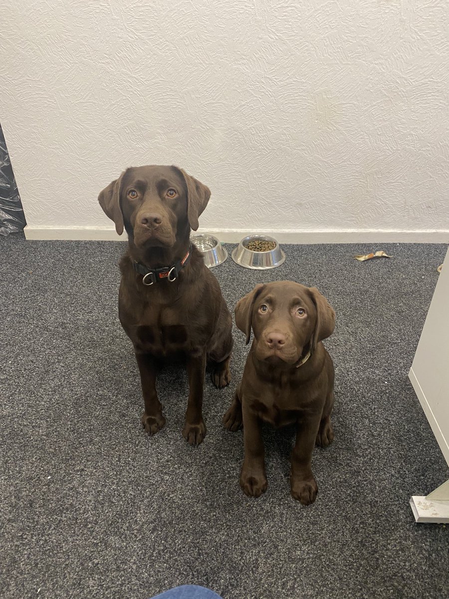 courteney__x's tweet photo. @jmcvansales office dogs 🐕 😂 https://t.co/4rqK1E4rpJ