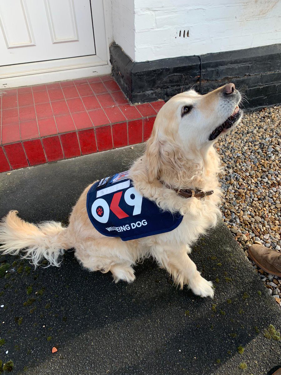 WD Whispa has had a lovely morning meeting the welfare team at HQ ahead of the official <a href="/OscarKiloNine/">OscarKilo9</a> launch in NYP/NYFRS. <a href="/OscarKiloUK/">Oscar Kilo</a> @PDHollyWbdog <a href="/NYFRS_Wellbeing/">NYFRS: Health, Fitness and Wellbeing</a>