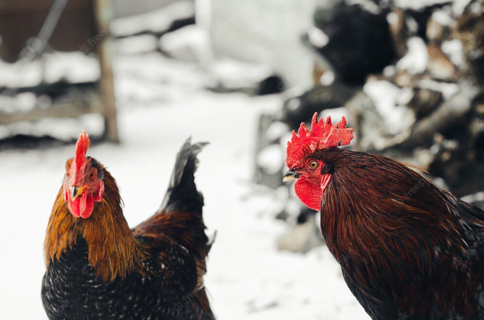 byTRRobertson's tweet photo. 1 Road Traveled: All Nature Sings: Rooster Mornings https://t.co/wrK5DclRpn https://t.co/rkJEUDEOMy