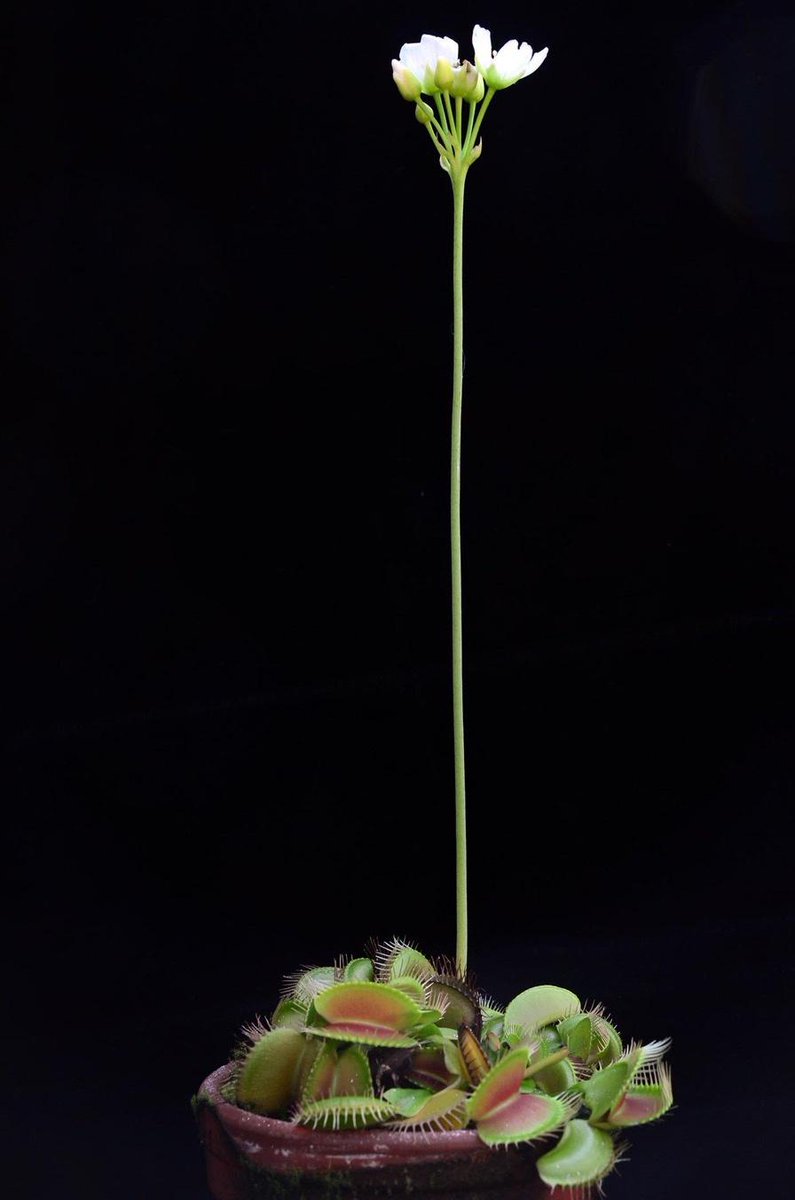 PPathole's tweet photo. Venus fly traps put their flowers really far away from their traps so that they don't accidentally kill their pollinators. Nature depicts incredible adaptation. https://t.co/hgiR0jowqM