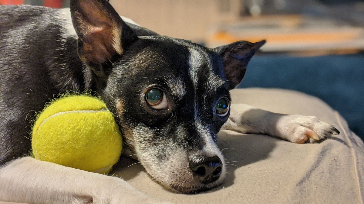 RobCopelandNYC's tweet image. Meet Yahtzee, my seven-year-old Rat Terrier rescued from the streets of the Bronx by my late partner Shane Bozenski. #yahtzeethedog #lovemyrescue #petsofnyc #nycdogs #remember #Shane