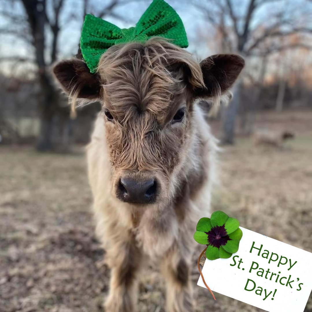 #stpatricksday #fuzzycow #YourRealEstateAgent #YourHappyEverAfter #TheRealEstateLeaders #LeadersInHappyEverAfters #YourRealEstateLeader #WestPlainsUC #WestPlainsUnitedCountry #MissouriOzarksRealty #KimGrennanRealtor #HomeForSale #LandForSale #FarmForSale #RealtreeProperties