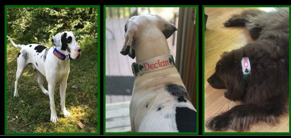 BLOCKYDOGS's tweet photo. #ThrowbackThursday for St. Patrick's Day. Declan and Cian in their 2" BLOCKY DUAL Grips!
☘️🐾☘️🐾☘️
#blockydogscollar #BlockyDualGrip #bucklemartingale #widemartingale #newfoundland #newfie #greatdane #shamrock #trinityknot #celticknot #protectionknot https://t.co/jXX35s3aAA