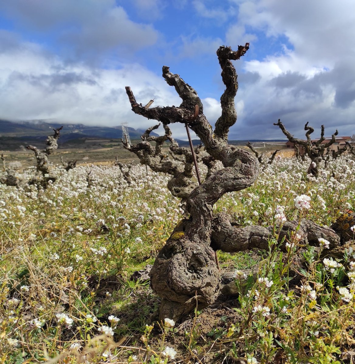 El invierno toca a su fin y esta cepa, con 122 años y bastón, espera con paciencia e ilusión que la vida vuelva a surgir entre sus brazos.   Nosotros os esperamos en #SVSonsierra #LaRioja.  svsonsierra.es  #destinoseguro #temerecesLaRioja #viajarseguro #travelsafe