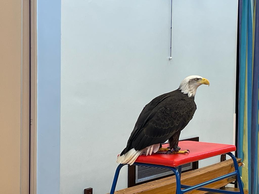 OldMillPS's tweet photo. Our amazing 'Bird Man' visit as part of National Science Week. We've met Cybil the Hawk, Alaska the Eagle and Sparky the Barn Owl. The eagle flew around the hall over our heads! An experience that will stay with us for a long time! #bringinglearningalive @SymphonyLearningTrust https://t.co/LGtZX38Uhu