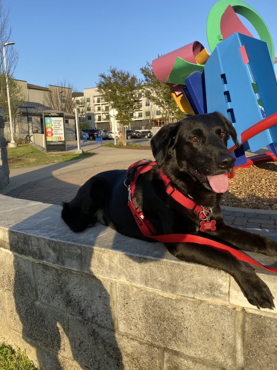 newschannelnine's tweet photo. MISSING in HIXSON: Have you seen Tucker? His owner desperately needs to get him back where he belongs. 

Help us spread the word: https://t.co/8k2jeGmVPF https://t.co/trkcVTlYZk