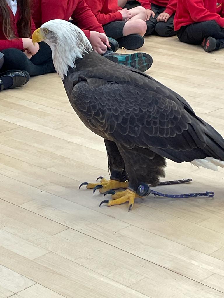 OldMillPS's tweet photo. Our amazing 'Bird Man' visit as part of National Science Week. We've met Cybil the Hawk, Alaska the Eagle and Sparky the Barn Owl. The eagle flew around the hall over our heads! An experience that will stay with us for a long time! #bringinglearningalive @SymphonyLearningTrust https://t.co/LGtZX38Uhu