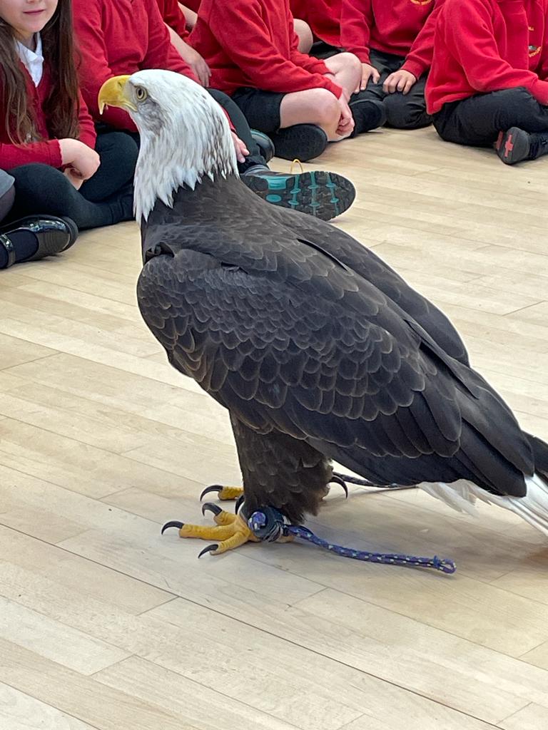 OldMillPS's tweet photo. Our amazing 'Bird Man' visit as part of National Science Week. We've met Cybil the Hawk, Alaska the Eagle and Sparky the Barn Owl. The eagle flew around the hall over our heads! An experience that will stay with us for a long time! #bringinglearningalive @SymphonyLearningTrust https://t.co/LGtZX38Uhu