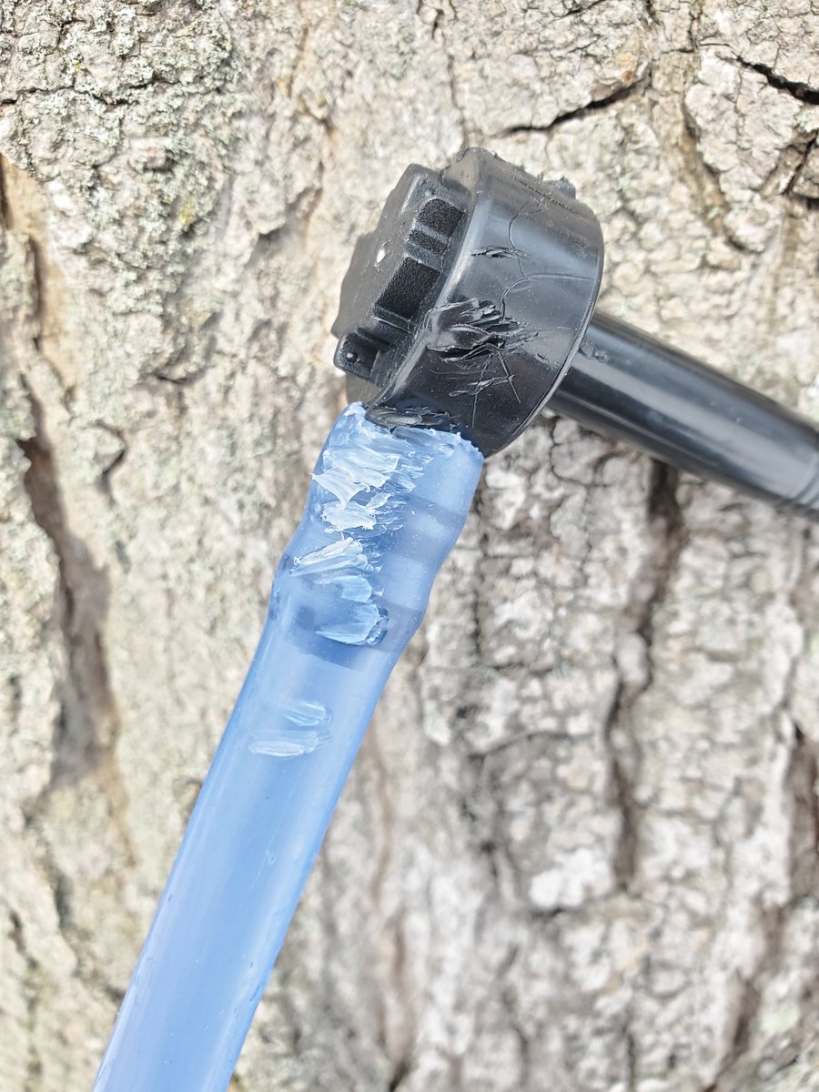 yooperforestry's tweet image. It only takes a few squirrels to ruin a maple producer's day! Squirrel damage is a major reason tubing system vacuum drops. Loss of vacuum = loss of sap production. @MSUAgBio @MSUForestry #squirreldamage