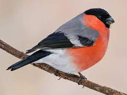 Biodiversity001's tweet photo. #BirdOfTheDay - The Eurasian Bullfinch (Pyrrhula pyrrhula) inhabits Europe and Asia from the British Isles through Japan. This Bullfinch is a small bird; about 6 inches in length. Know more about this #bird here: https://t.co/oAhihWbj6O https://t.co/S89dcEaaTb