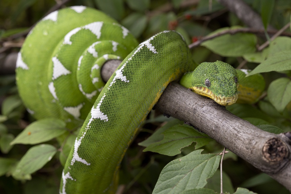 ZooATL's tweet photo. St. Patrick might have driven all the serpents out of the emerald isle (rude), but no worries bc we've got all the slithery pals you could dream of here at Scaly Slimy Spectacular. This emerald tree boa feels especially festive, right? #OnlyZooATL #Ssspectacular #StPatricksDay https://t.co/4YQikZaIOP