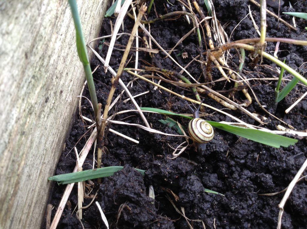 standrewsce's tweet photo. Gardening club have been busy tidying Gracie's garden. One of the resident snails came to check our work! Now we have cleared the weeds we are going to plant bee and butterfly friendly seeds. Watch this space for updates 🌱🌻🌷 https://t.co/Wr6G8qxCc4