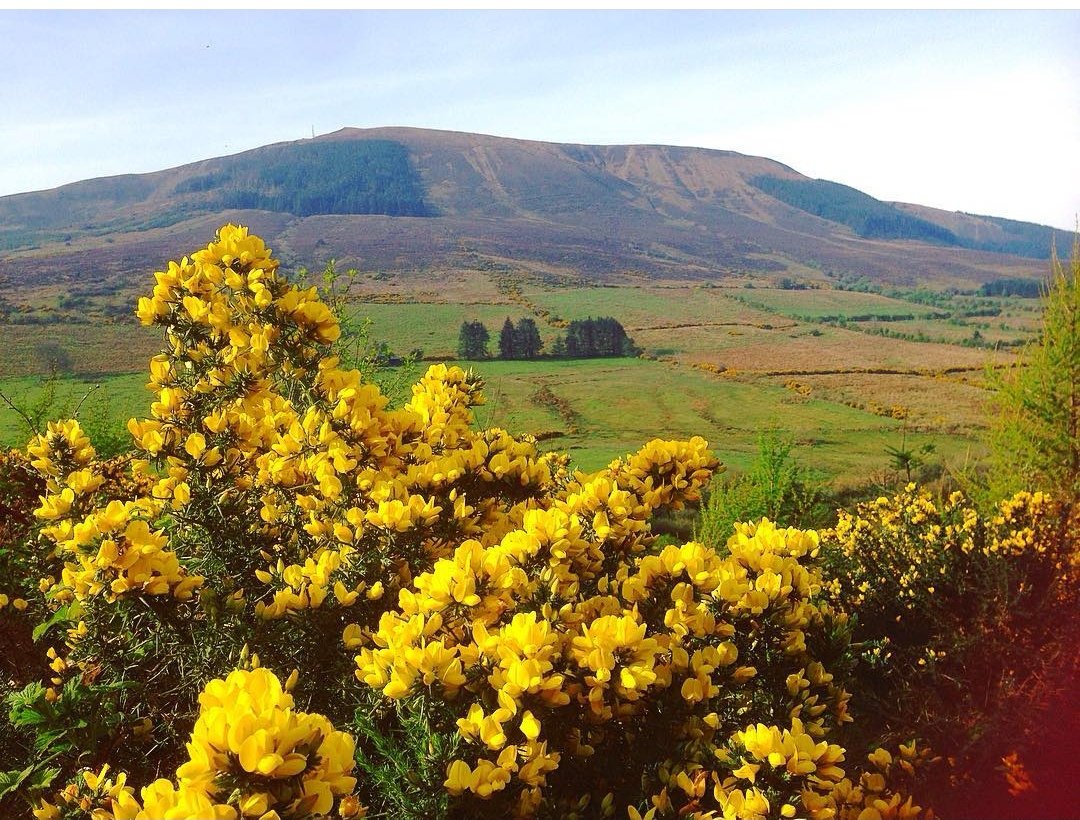 irishroz's tweet photo. Beannachtaí na Féile Pádraig oraibh! #morningview #keeperhill https://t.co/4AWoOsvKrv