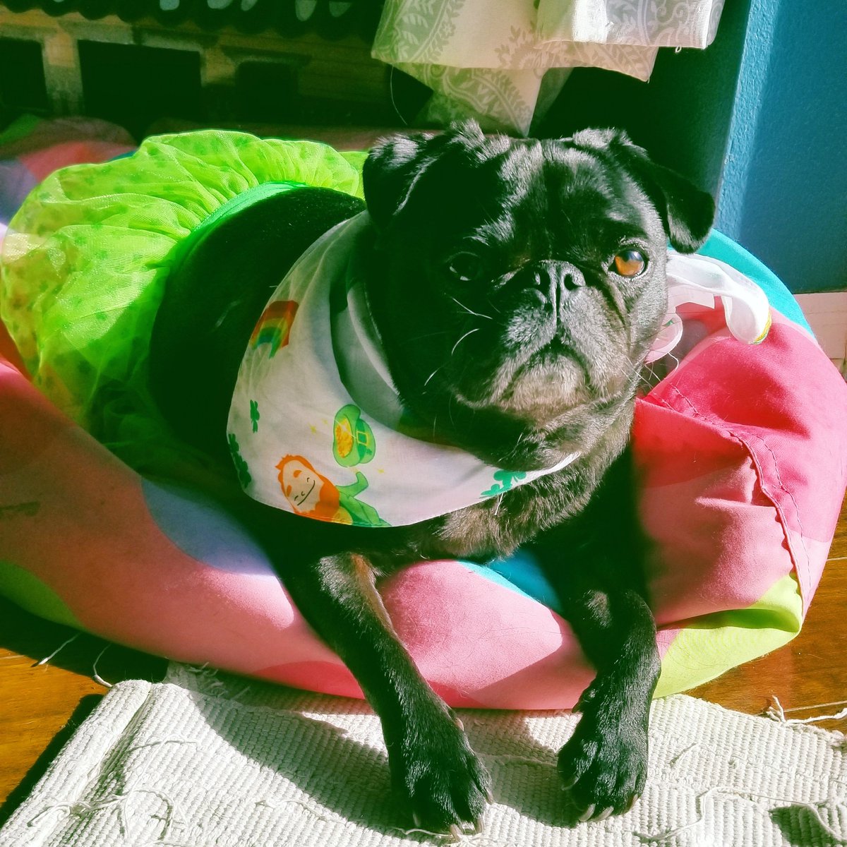 Who needs luck? 🍀 Me has charm! Happy St. Patrick's Day! 🌈🍀🥰💚🥰🍀🌈

#pug #pugs #dogsoftwitter #dog #dogs #StPatricksDay #StPatricksDaySlam #stpatricksday2022 #stpatricksdayparade #StPaddysDay #StPatrickDay #StPatricksFestival
