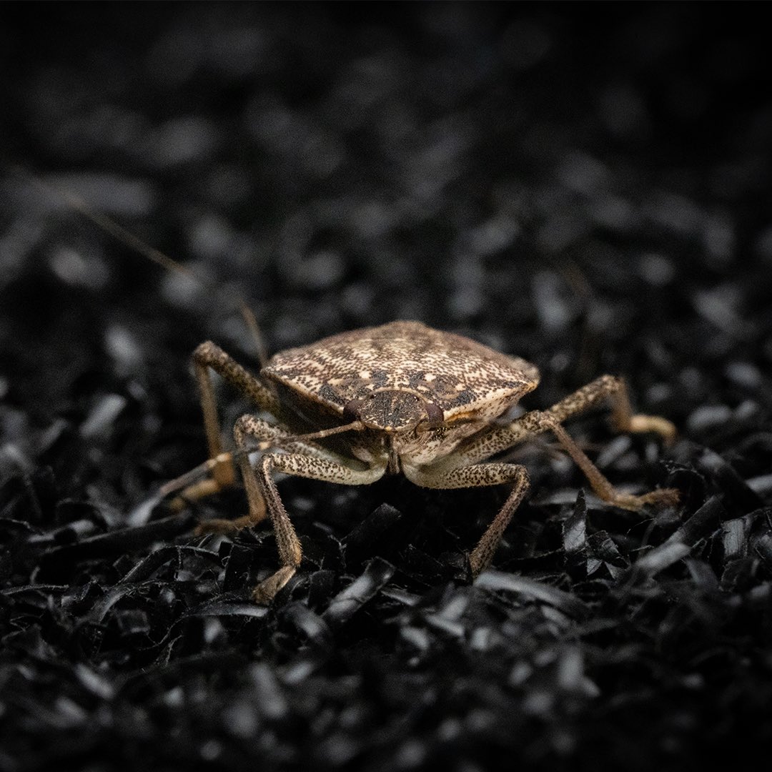 Axe & Sledge Supplements tweet media