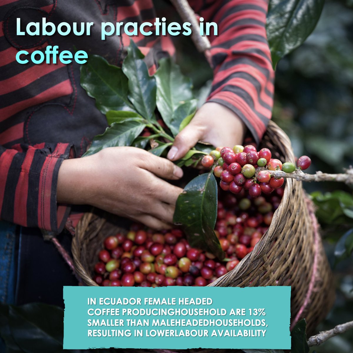 CoffeeSnob_'s tweet photo. family members in working age and gender)
and the ability to hire labour. Research has shown that female- headed households are
disadvantaged in both areas.#womenempowerment #Coffee #Labours https://t.co/OZRu6tr6LN