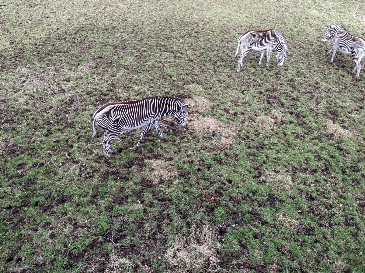 FJ_TaylorCV's tweet photo. What an awesome day at the zoo! @Castleview_PS https://t.co/P5DnMuRRqV