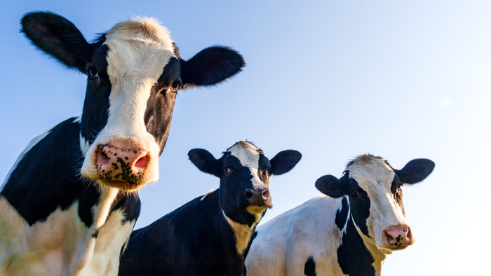 TbagriLtd's tweet image. From #heatstress to #rumenhealth, our team of experts are working with farmers across the UK on  nutritional technologies to overcome challenges to support cattle health and producer profitability. Speak to our professional advisers about your #animalhealth on 01300 345711