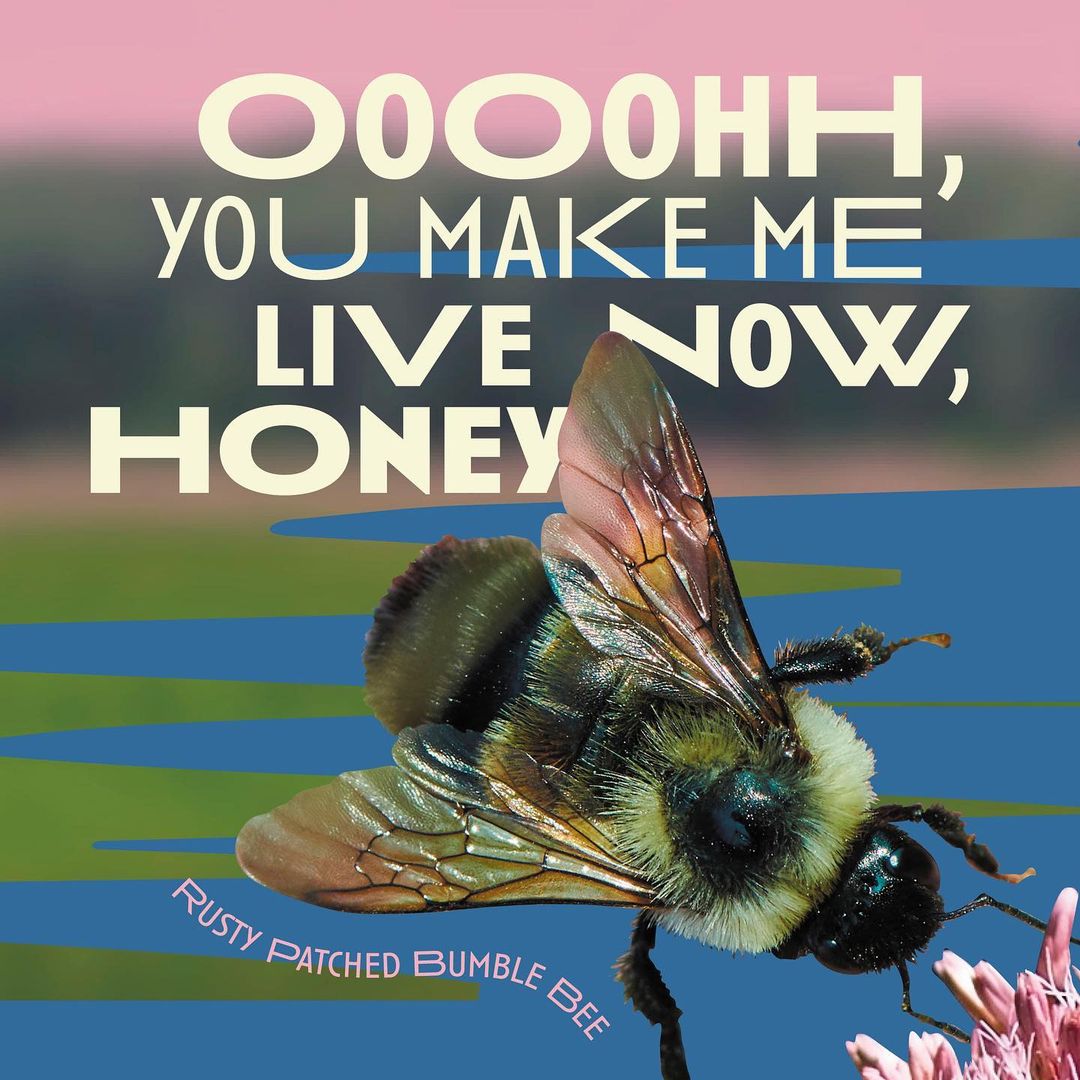 Shift your perception of wetlands wildlife. Check out our latest #campaign 👉<a href="/WetlandsTWI/">The Wetlands Initiative</a> #buggylove #lettheloveseepin #agency #creatives #environmentart