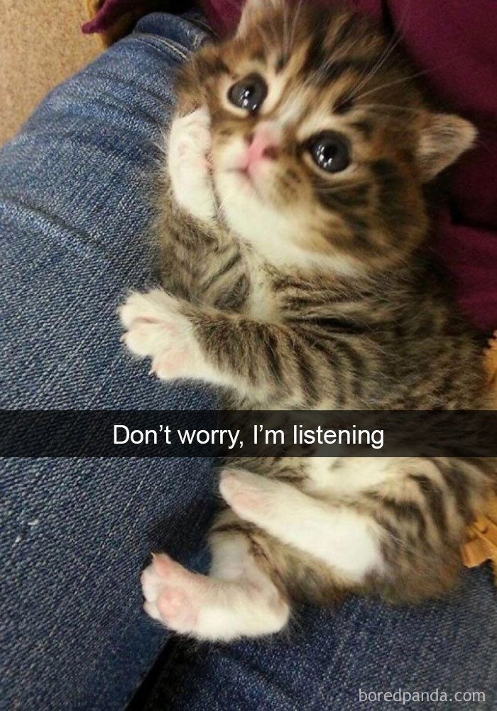 I told my cat about you tweet media