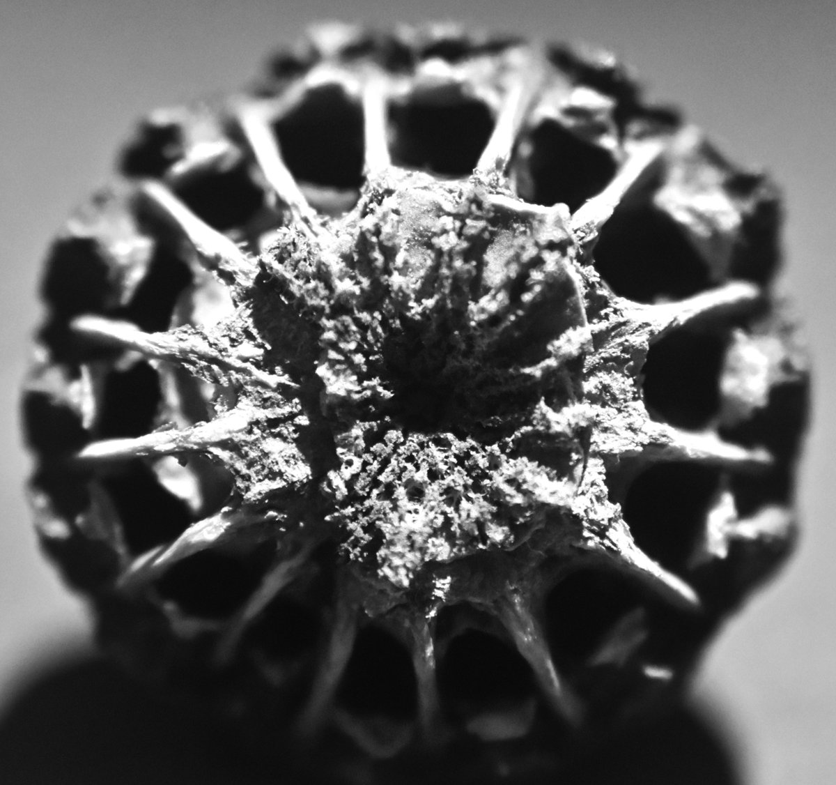 This week our Year 10 Photography students have started taking photographs of natural forms for their 'Naturally Abstract' coursework project. The photos are inspired by German photographer Karl Blossfeldt📸