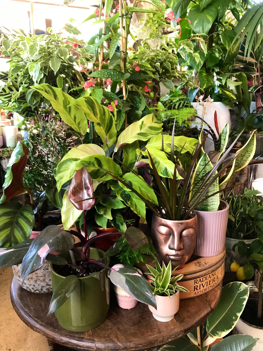 In2TheGarden's tweet photo. Foliage friends & window sill pals at 92 Mill Lane! Nice delivery of plants and pots today! ๐ฅณ
โข
#houseplantcollection #calatheacrew #calatheayellowfushion #philopinkprincess #greenscenes #urbanplantshop https://t.co/FoogFTdDFj