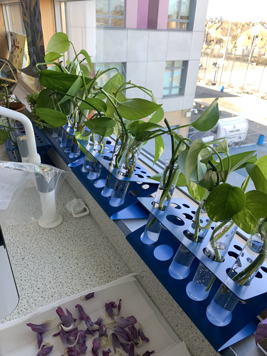 lister_science's tweet photo. Some pictures from our lunchtime workshops: caterpillar to butterfly farm, plant cloning, spaghetti towers and of course methane bubbles! #BritishScienceWeek https://t.co/hy8LX5pbm1