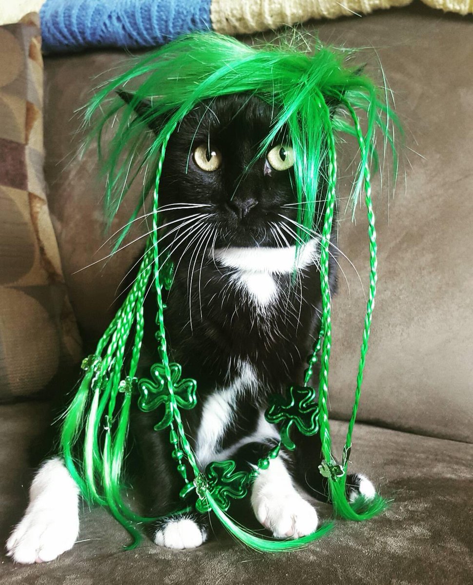 Scooter hopes everyone has a very Happy St. "Cat"rick's Day!! 🍀😸

#HappyStPatricksDay #teamcat #teamcatrescue #adopt #adoptdontshop #toronto #HappyStPaddysDay #rescuecat #catlife #cat