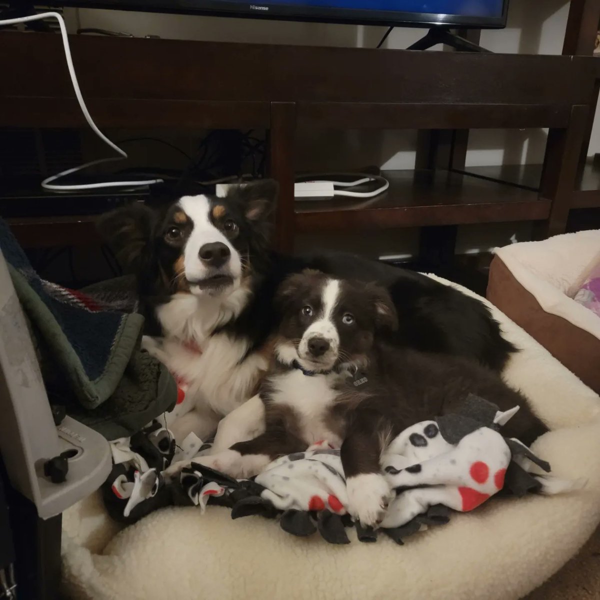 christin_815's tweet photo. @dog_rates My Mini Aussie pups 🐾💙💗 https://t.co/xWgKw7wDQX