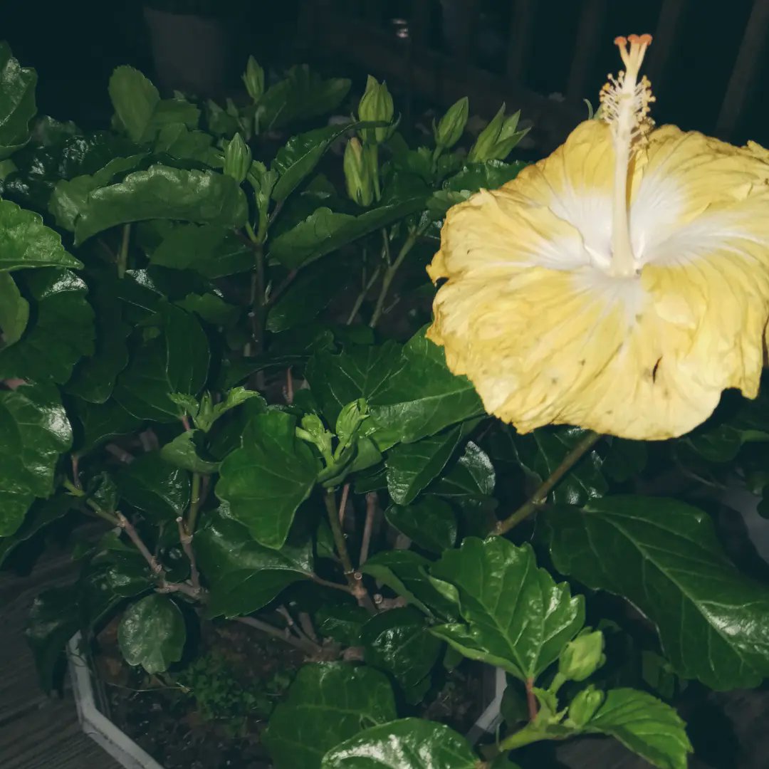 My new hibiscus named Jenny by my daughter, I'm loving her! https://t.co/WVHDRysrOf