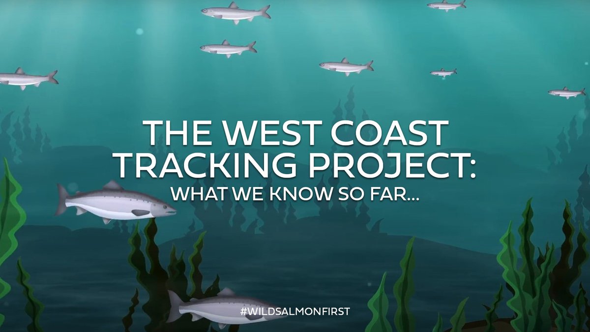 The WCTP is providing the vital information we need to understand how our smolts navigate our coastal waters. With this information, we can help shape impactful solutions that can inform &amp; guide policy &amp; crucially, better protect our iconic species. 

New🎥bit.ly/3Jkc9Kx
