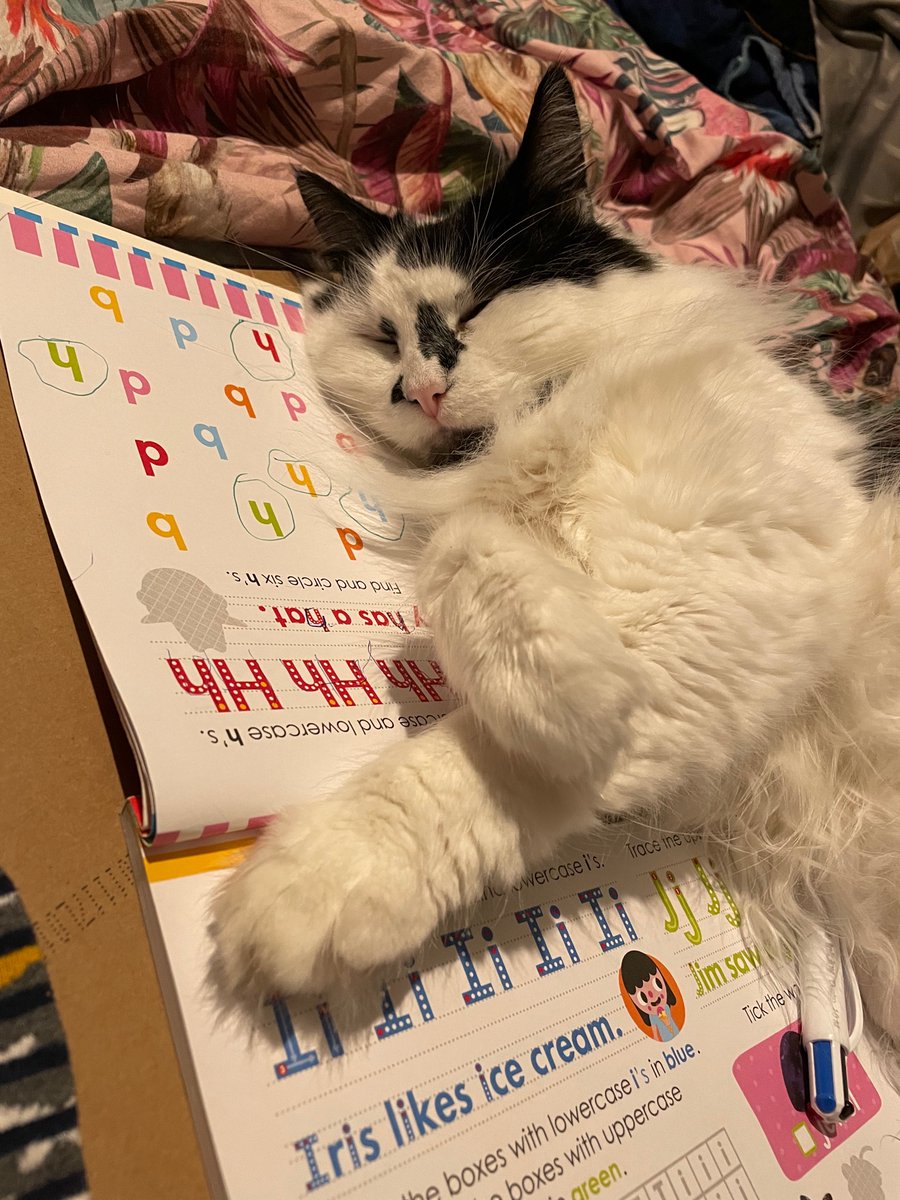 cinnamonmel's tweet image. This week I’ve had to replace not just the microwave but the fridge freezer, as well as keeping this fuzzybum in food and educational materials. So if anyone wants to buy any of my large perfume collection or my shoes… I’m open to requests! #catsoftwitter #needCash