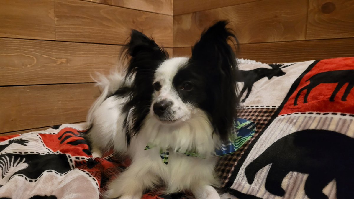 JackThePapillon's tweet photo. Happy St. Patrick's day everyone! Make sure to have lots of F-U-N! https://t.co/p0CzVcohTM