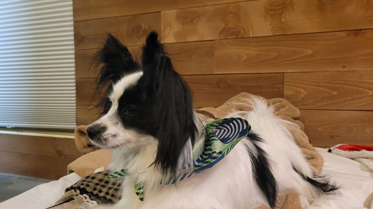 JackThePapillon's tweet photo. Happy St. Patrick's day everyone! Make sure to have lots of F-U-N! https://t.co/p0CzVcohTM