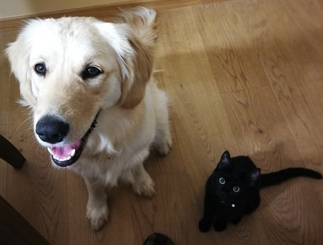 LipS_0N's tweet photo. @M_ddy21 🐶🐱 https://t.co/5R0P0ZZS0T