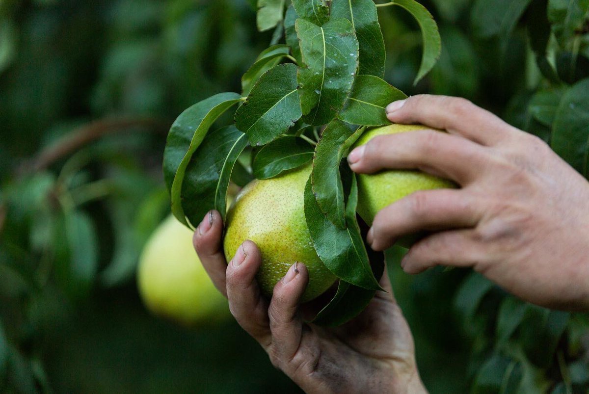 Starr Ranch Growers tweet media