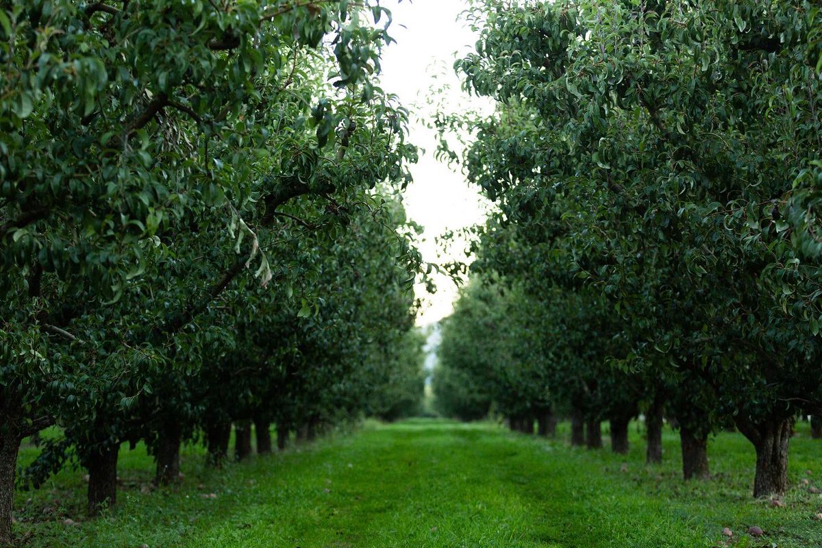 Starr Ranch Growers tweet media