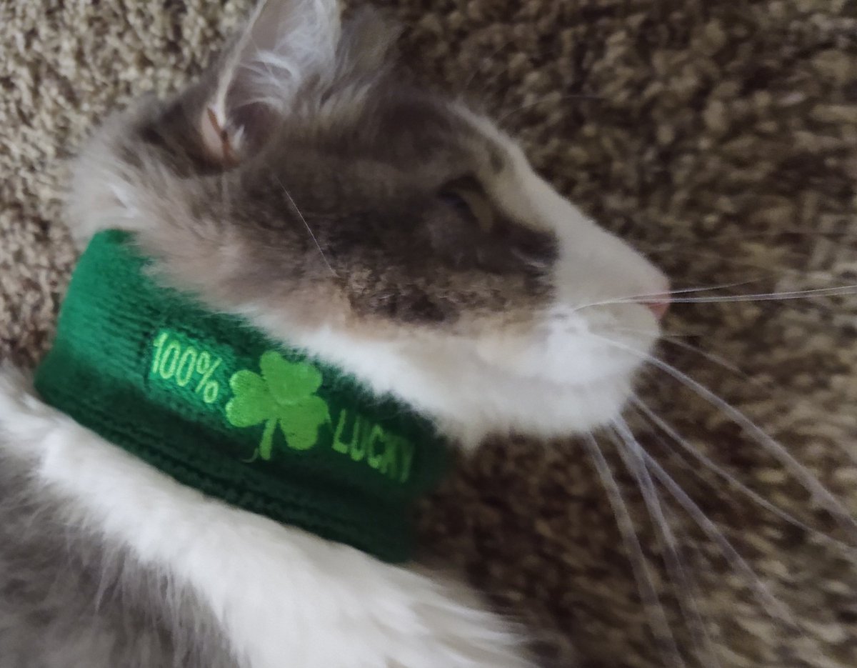 Mothercrud's tweet photo. https://t.co/WJHTZ6d1KM
Don’t fur-get! to VOTE FOR JACK TODAY ‼️
Thank you Everyone for putting me in 1st place. Please please use your free vote and keep me in the race. I have to be in first to go to the finals ❤️🐈. It's takes two clicks to vote.

https://t.co/RVYG4qWeMS https://t.co/set01TtX8K