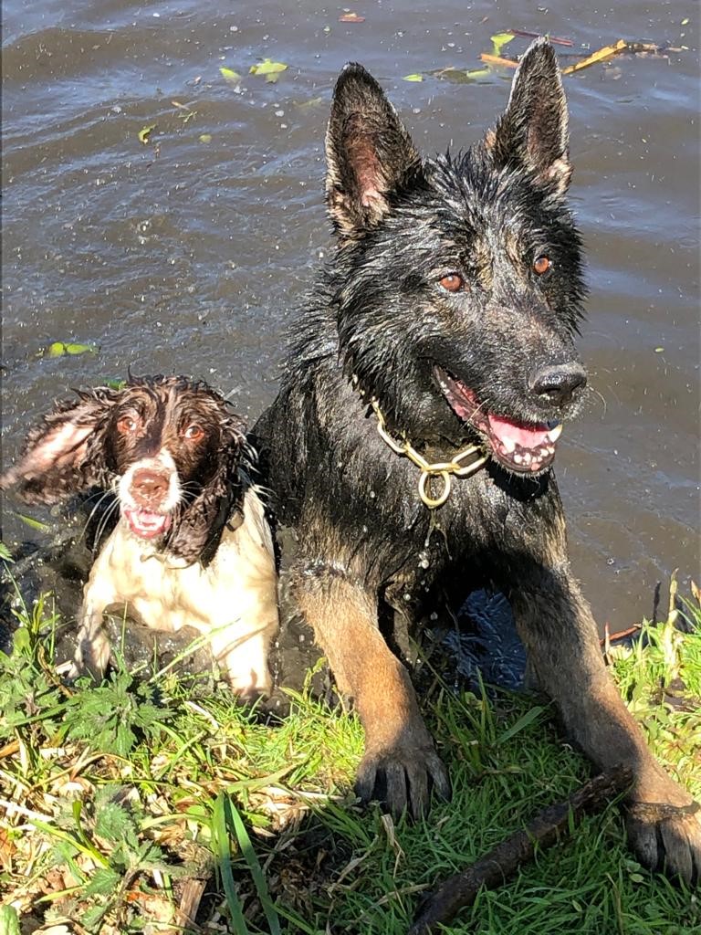 NYorksPolice's tweet photo. Sleep tight beautiful boy 💔
 
It is with great sadness that we must share with you that one our serving police dogs has passed away.
 
Dixon was eight years old and joined North Yorkshire Police at 15 weeks old. https://t.co/gu7FbRFfoY