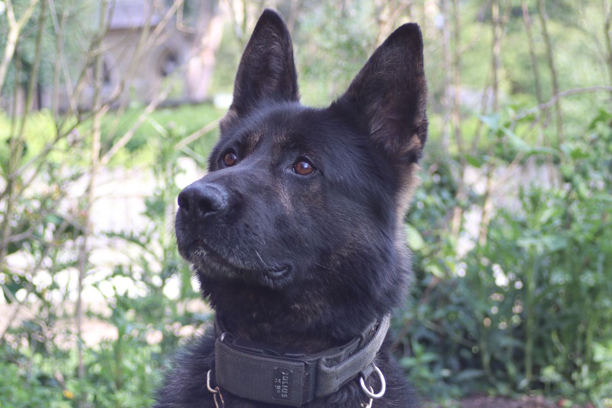 NYorksPolice's tweet photo. Sleep tight beautiful boy 💔
 
It is with great sadness that we must share with you that one our serving police dogs has passed away.
 
Dixon was eight years old and joined North Yorkshire Police at 15 weeks old. https://t.co/gu7FbRFfoY