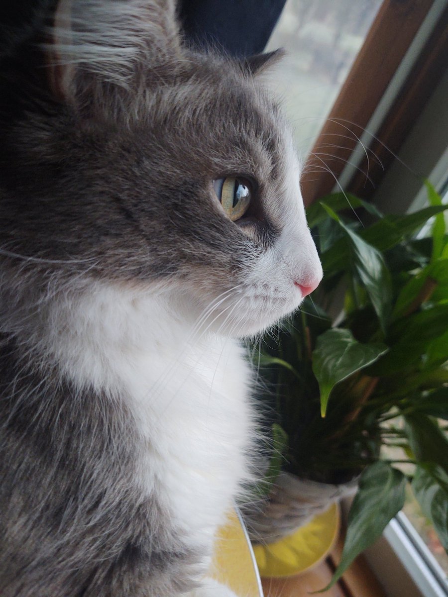 Mothercrud's tweet photo. https://t.co/WJHTZ6uCCk
Don’t fur-get! to VOTE FOR JACK TODAY ‼️
Thank you Everyone for putting me in 1st place. Please please use your free vote and keep me in the race. I have to be in first to go to the finals ❤️🐈. It's takes two clicks to vote.

https://t.co/RVYG4qEDoi https://t.co/LSqY1ZgtgN