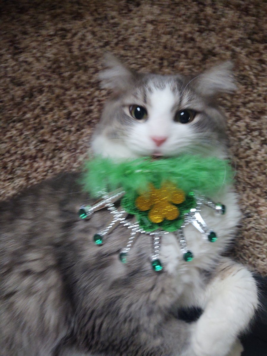 Mothercrud's tweet photo. https://t.co/WJHTZ6d1KM
Don’t fur-get! to VOTE FOR JACK TODAY ‼️
Thank you Everyone for putting me in 1st place. Please please use your free vote and keep me in the race. I have to be in first to go to the finals ❤️🐈. It's takes two clicks to vote‼️

https://t.co/RVYG4qWeMS https://t.co/Cud3VhOP25