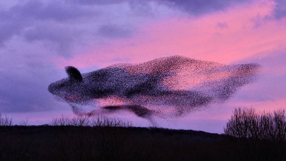 strombo's tweet photo. Obsessed with this today. Thousands of starlings in the formation of a whale. And I think an orca specifically.

This aerial display was captured by UK amateur photographer and birdwatcher David Cousins. https://t.co/bCWtOLZtNy