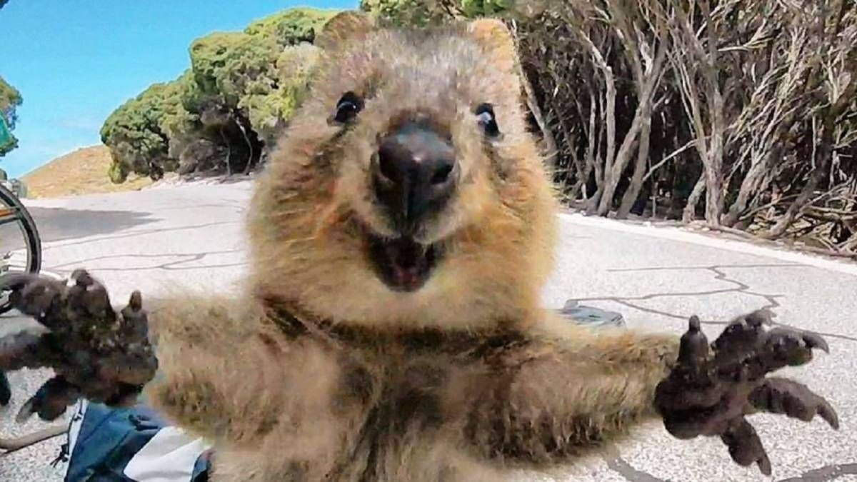 babsimon's tweet photo. A mí motomami me suena a animalito de esos de cara dulce y simpática y creo que está bien así. https://t.co/6HL2eaaVs4