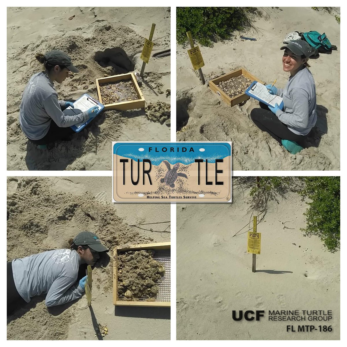 erin_seney's tweet image. Our 1st 2022 nest wasn&apos;t the only #UCFTurtleLab excitement yesterday- #UCF MS student @MeropeMoonstone inventoried our LAST 2021 #greenturtle nest! Our late-season nesting research was funded by the #SeaTurtleLicensePlate. THANKS to our hard-working, year-round crew! 📸J Hochella