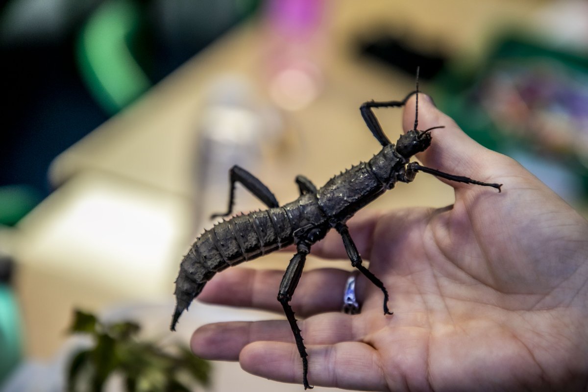 #BritishScienceWeek continues as we study growth in nature! 🍃

Even insects can grow big and strong!

#BirminghamSchools #Newtown