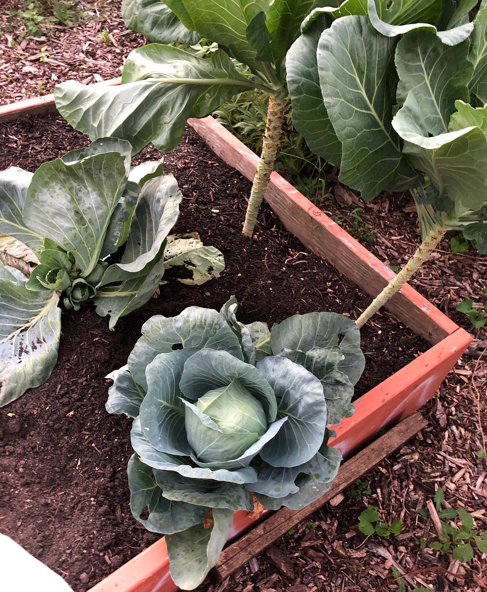 NYCGreenThumb's tweet photo. In the spirit of Saint Patrick's Day, a look back at some of the green, and nutritious, vegetables that @NYCParks GreenThumb community gardeners grew last year and submitted to our Harvest Fair competition last fall.
#greenthumbgrows #communitygardens #NYC #HappyStPatricksDay https://t.co/7rOqRBCfcG