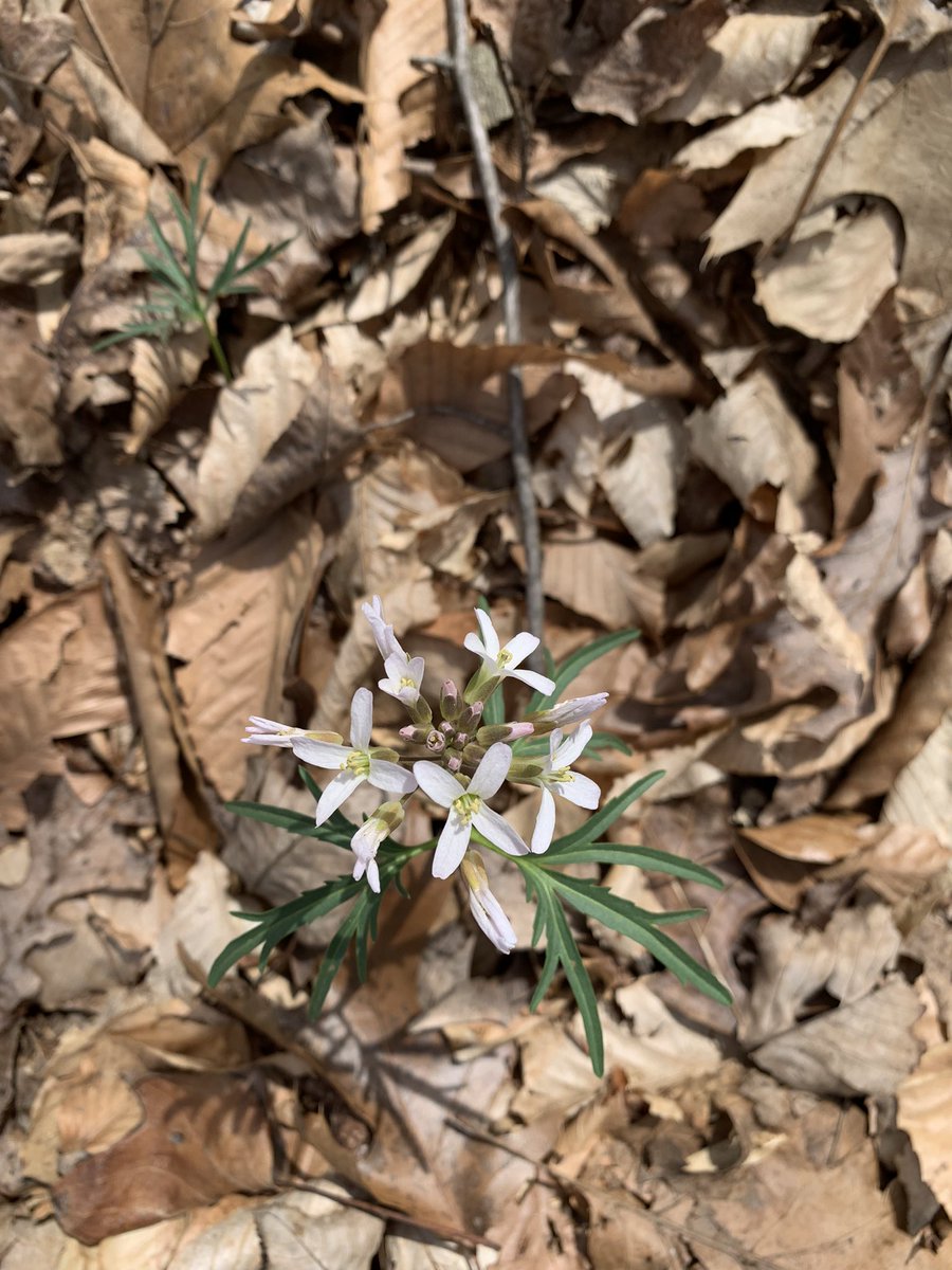 Started putting up my trap nests today! 🌱