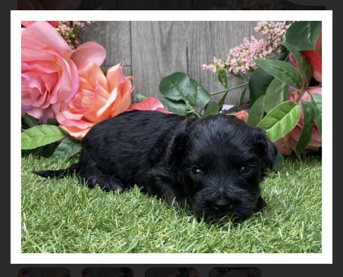 I think Giuseppe needs a brother https://t.co/mY5qsYtp3C